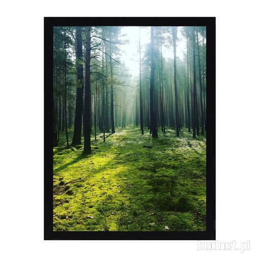 Dekoria.pl, Obraz Green Forest
